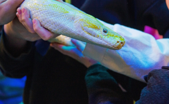 Спасатели поймали метровую змею в квартире в столице Спасатели поймали метровую змею в квартире в столице