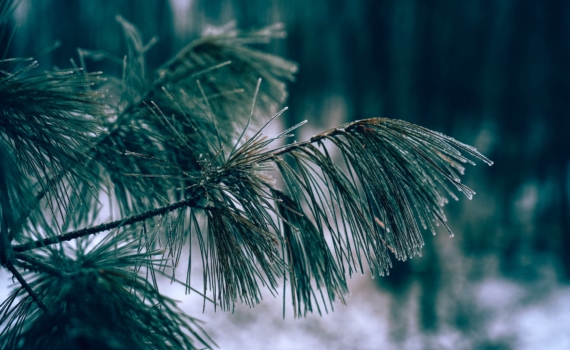 Бесснежные зимы: новая реальность или временная аномалия — объяснение климатолога