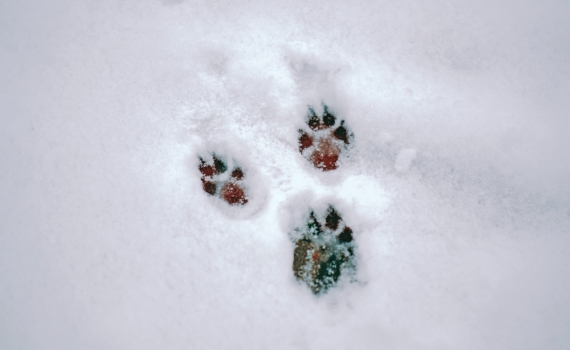 9 декабря 2025 отмечаем День охраны ж/д транспорта РФ, служащих Ульяновской области и не только